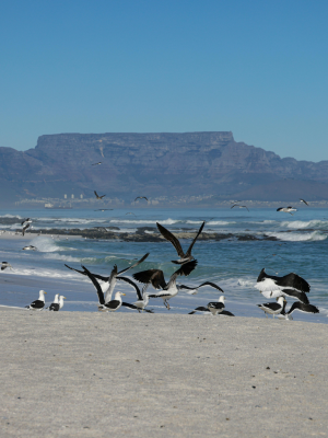 Cape Peninsula Tour